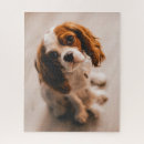 Suche nach cocker spaniel bild Haustier