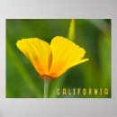 Suche nach poppy poster Gelb