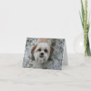 Suche nach shih tzu waren karten Schnee