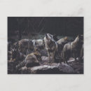 Suche nach wolfsrudel postkarten Tierwelt