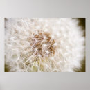 Suche nach löwenzahn poster Blume