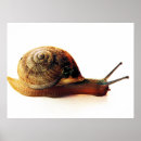 Suche nach schnecke poster Braun