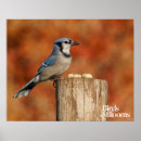 Suche nach jay poster Vögel