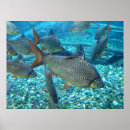 Suche nach lebensraum poster Tiere