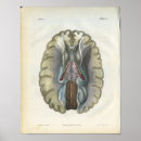 Suche nach menschliches gehirn poster Anatomie