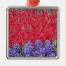 Suche nach hyazinthen ornamente Park