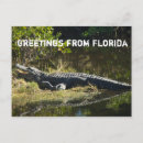 Suche nach alligator postkarten Für alle