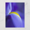 Suche nach brenda postkarten Blume