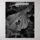 Suche nach blütenstaub poster Natur