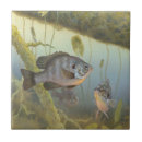 Suche nach fischer fliesen Süßwasser