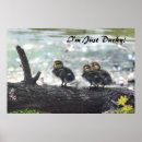Suche nach ducky poster Enten