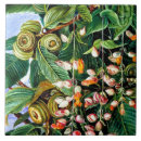 Suche nach eiche fliesen Pflanze