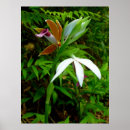 Suche nach wilde orchidee poster Tropisch