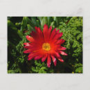Suche nach teppich postkarten Blume
