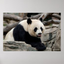 Suche nach niedliche pandas poster Smithsonian