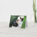 Suche nach lustige katze kleine grußkarten Haustier