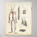 Suche nach menschliches blut Anatomie