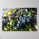 Suche nach grape poster Vineyard