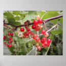 Suche nach rosa beere poster Beeren
