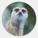 Suche nach meerkat aufkleber Wild