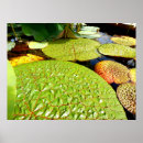 Suche nach orientalische lilie poster Natur