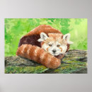 Suche nach roter panda poster Bär