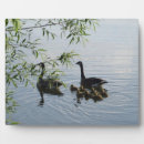 Suche nach wild fotoplatten Landschaft