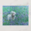 Suche nach bichon frise postkarten Hund