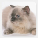 Suche nach tierköpfe aufkleber Hauskatze