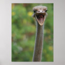 Suche nach sträuße poster Vogel