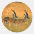 Suche nach gazelle aufkleber Antilope