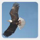 Suche nach adler im flug aufkleber Greifvogel