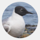 Suche nach gull aufkleber Vogelvogel