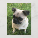 Suche nach mops postkarten Niedliche tiere