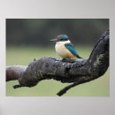 Suche nach kookaburra poster Australisch