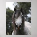 Suche nach graues pony poster Kopfschuss