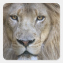 Suche nach panthera aufkleber In gefangenschaft