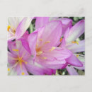 Suche nach krokus einladungen Blume