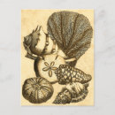 Suche nach kelp postkarten Sternfisch