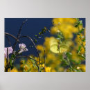 Suche nach schwefel poster Natur