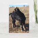 Suche nach dobermann postkarten Schwarz