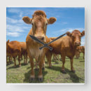Suche nach livestock wanduhren Cattle