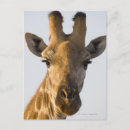 Suche nach camelopardalis postkarten Tierkopf