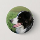 Suche nach collie buttons Welpe