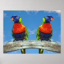 Suche nach bunter papagei poster Exotisch