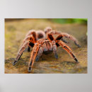 Suche nach tarantula poster Tarantel