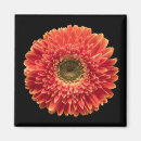 Suche nach orange gerbera magnete Blume