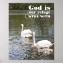 Suche nach schwäne poster Cygnets