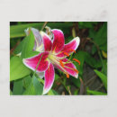 Suche nach rosa lilien postkarten Jede person