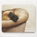 Suche nach afghane mousepads Tapete